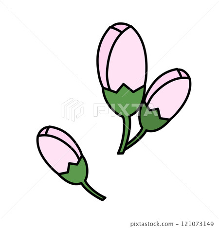 Simple cherry blossom bud illustration 121073149