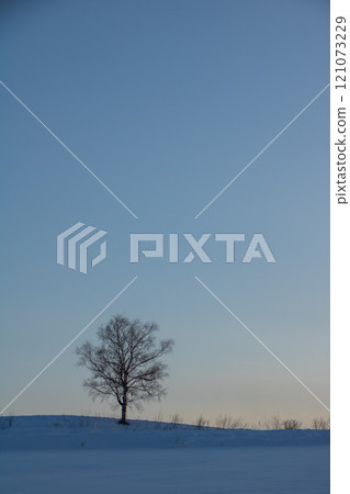 Dusk and winter trees Dusk and winter trees 121073229