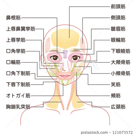 臉部肌肉結構 美容臉部肌肉 121073572