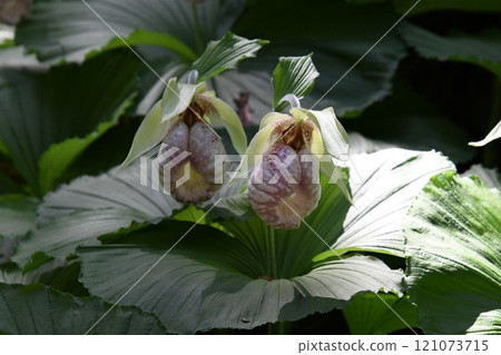 Cypripedium japonicum motorcycle 121073715