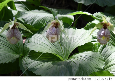 Cypripedium japonicum Miwa 121073716
