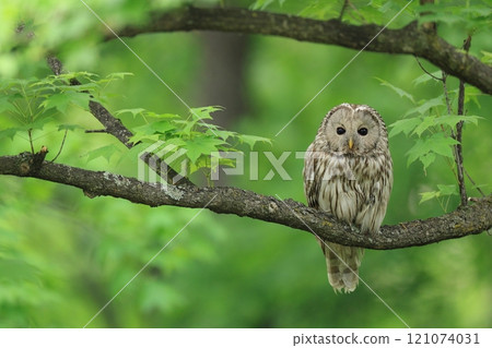 Ezo owl in the fresh green 121074031