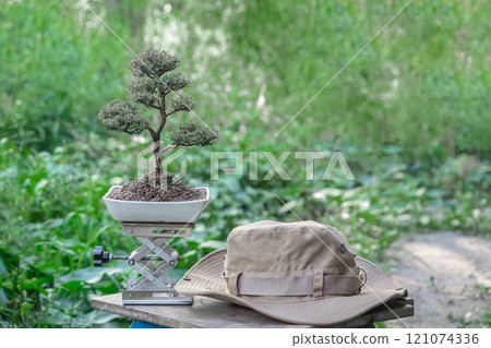 Phyllodium pulchellum in ceramic pots used to create bonsai..and hat Phyllodium pulchellum in ceramic pots used to create bonsai..and hat 121074336
