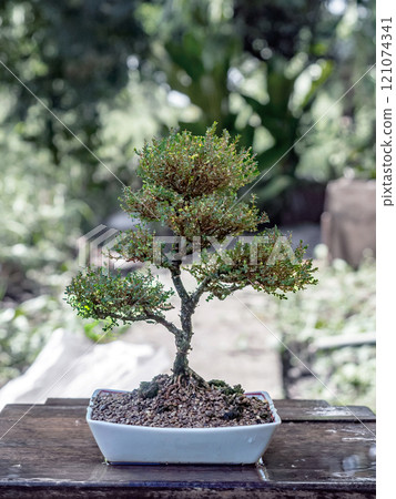 Phyllodium pulchellum in ceramic pots used to create bonsai. Phyllodium pulchellum in ceramic pots used to create bonsai. 121074341
