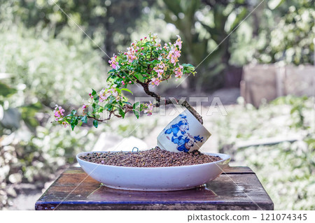 Free orm Dwarf cherry bonsai in a ceramic pot 121074345