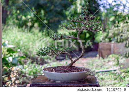 Linh sam, a small bonsai tree in Ceramic pot 121074346