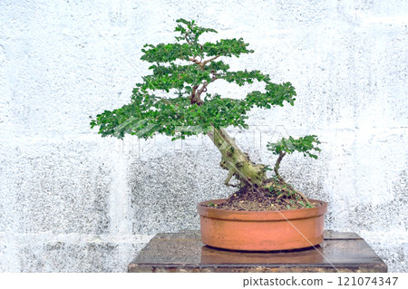 Phyllodium pulchellum in plastic pot used to create bonsai. 121074347