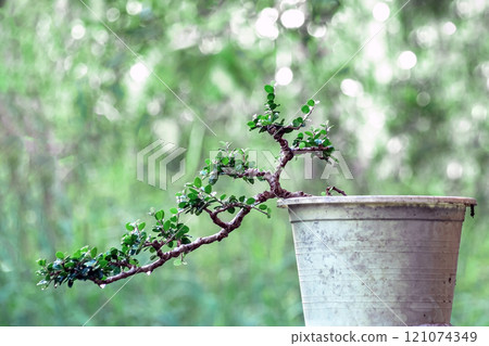 Sam nui,Antidesma acidum tree in plastic pot used to create bonsai. 121074349