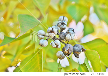 Dehiscent tallow fruit (winter, December) Dehiscent tallow fruit (winter, December) 121074486