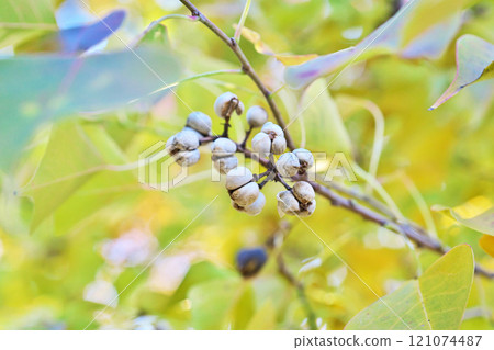 Dehiscent tallow fruit (winter, December) 121074487