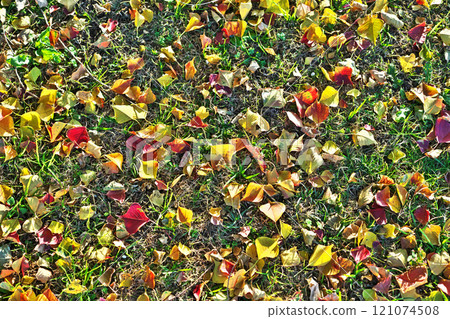Fallen Chinese tallow tree leaves with red leaves (winter, December) Fallen Chinese tallow tree leaves with red leaves (winter, December) 121074508