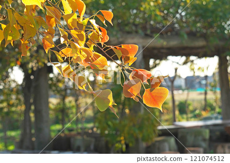 Chinese tallow tree leaves turning red (winter, December) 121074512