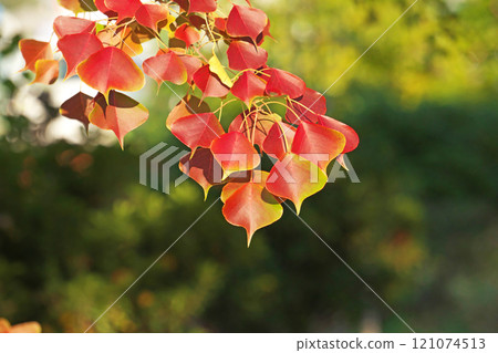 Chinese tallow tree leaves turning red (winter, December) Chinese tallow tree leaves turning red (winter, December) 121074513