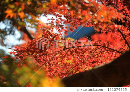 Maple leaves 121074535