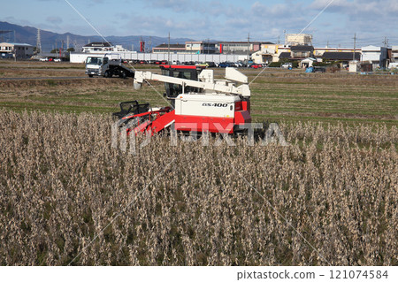 Harvesting soybeans in place of rice paddies 121074584