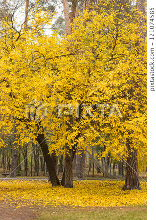 Autumn landscape. Autumn tree with bright golden foliage in autumn park, autumn landscape scene 121074585