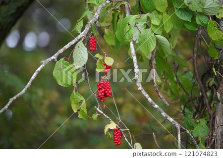 鮮紅的秋天果實：韓國五味子 121074823