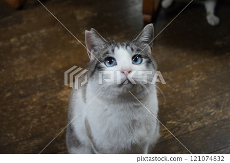 藍眼睛的櫻花貓 121074832