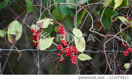 Bright red fruit of autumn: Korean Schisandra Bright red fruit of autumn: Korean Schisandra 121074911