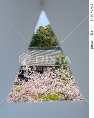 Cherry blossoms seen through the narrow gap and the Kakegawa Castle Palace 121075203