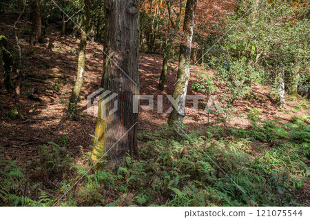 Kasugayama Primeval Forest, Nara City Kasugayama Primeval Forest, Nara City 121075544
