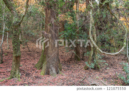 春日山原始森林 奈良市 春日山原始森林 奈良市 121075550