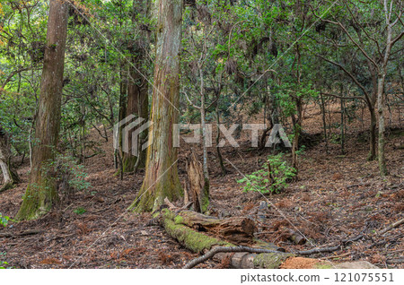 春日山原始森林 奈良市 121075551