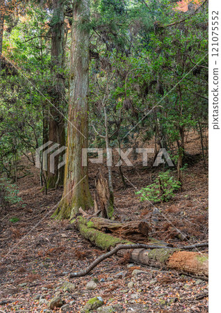 Kasugayama Primeval Forest, Nara City 121075552