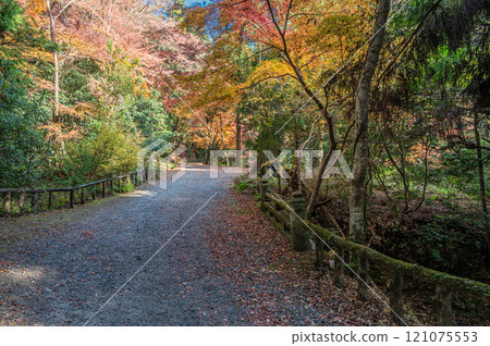 春日山原始森林 奈良市 121075553