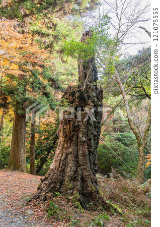 春日山原始森林 奈良市 春日山原始森林 奈良市 121075555