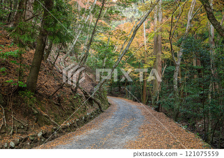 春日山原始森林 奈良市 121075559