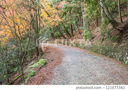 Kasugayama Primeval Forest, Nara City 121075562