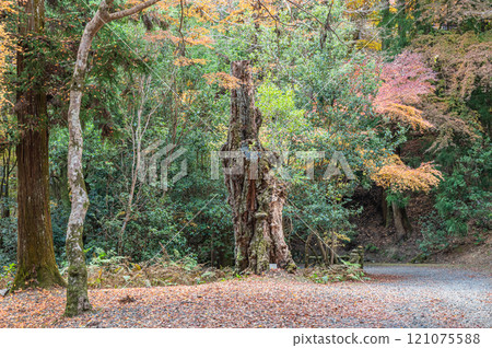 Kasugayama Primeval Forest, Nara City 121075588