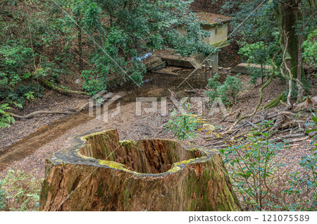 Kasugayama Primeval Forest, Nara City Kasugayama Primeval Forest, Nara City 121075589