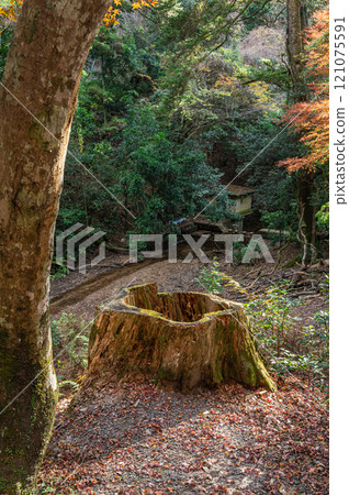 春日山原始森林 奈良市 春日山原始森林 奈良市 121075591