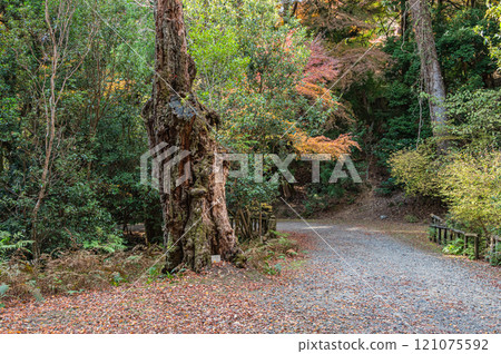 春日山原始森林 奈良市 春日山原始森林 奈良市 121075592