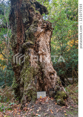 Kasugayama Primeval Forest, Nara City Kasugayama Primeval Forest, Nara City 121075593