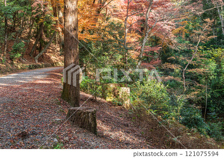 Kasugayama Primeval Forest, Nara City 121075594