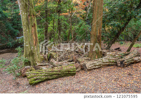 春日山原始森林 奈良市 121075595