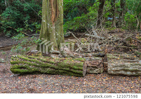Kasugayama Primeval Forest, Nara City Kasugayama Primeval Forest, Nara City 121075598
