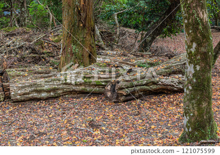 Kasugayama Primeval Forest, Nara City Kasugayama Primeval Forest, Nara City 121075599