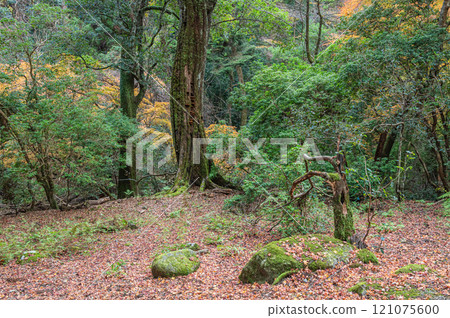 春日山原始森林 奈良市 121075600