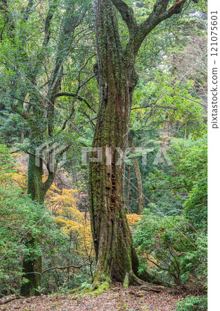 春日山原始森林 奈良市 121075601