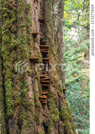 Kasugayama Primeval Forest, Nara City Kasugayama Primeval Forest, Nara City 121075604