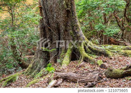 Kasugayama Primeval Forest, Nara City 121075605