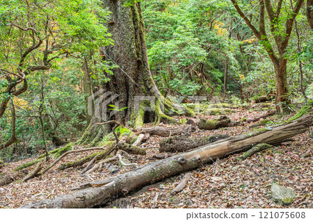 Kasugayama Primeval Forest, Nara City 121075608