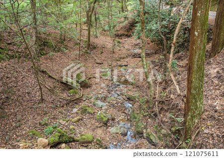 Kasugayama Primeval Forest, Nara City 121075611