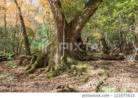 Kasugayama Primeval Forest, Nara City Kasugayama Primeval Forest, Nara City 121075618