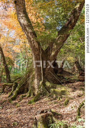 Kasugayama Primeval Forest, Nara City 121075619