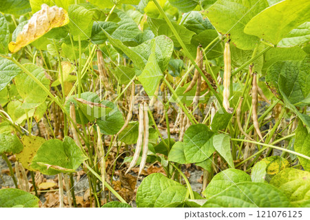 Close-up of adzuki pods growing in the farmland of Wandan, Pingtung, Taiwan. 121076125